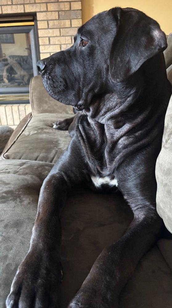Hagrid, Adoptable, Adult Male Mastiff.