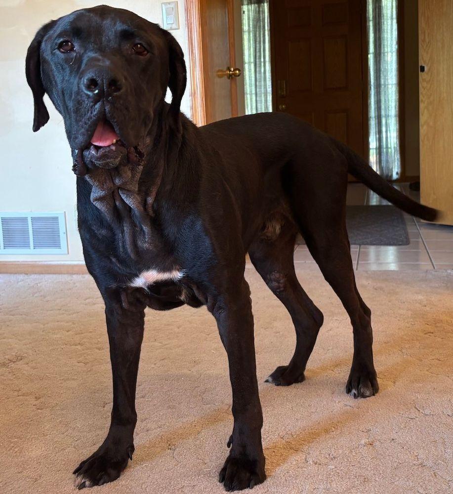 Enlarge Hagrid, a Adoptable mixed breed in Larkspur, CO image 2/2