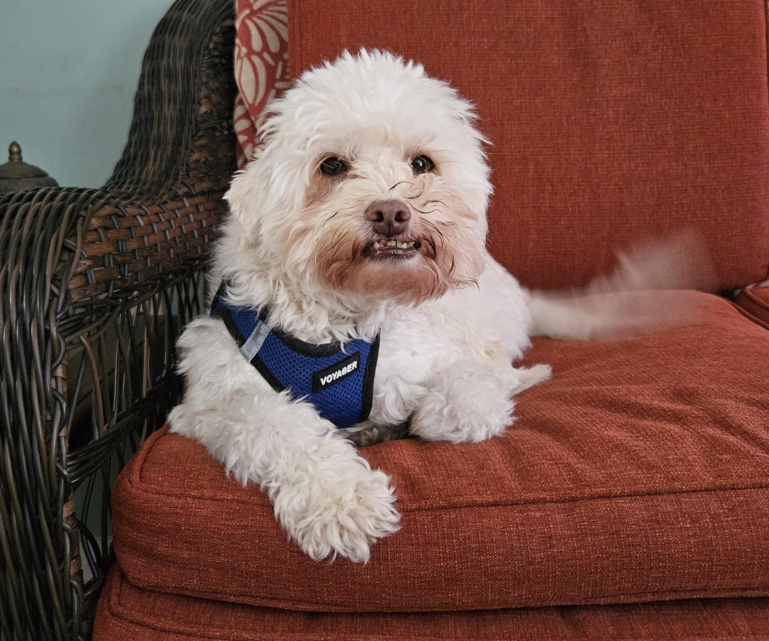 Enlarge Daisy, an adopted mixed breed in Mississauga, ON image 4/5