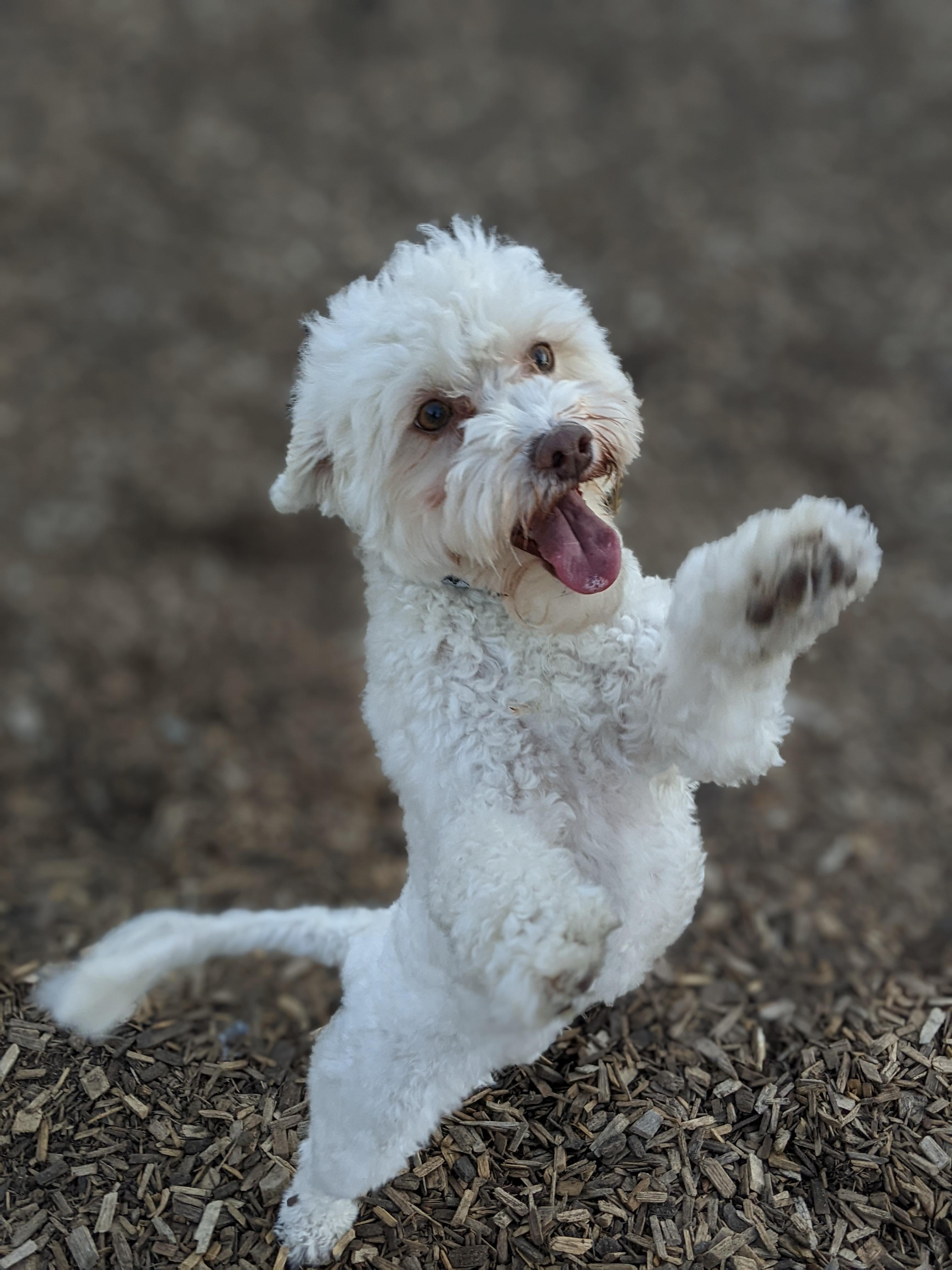 Enlarge Daisy, an adopted mixed breed in Mississauga, ON image 3/5