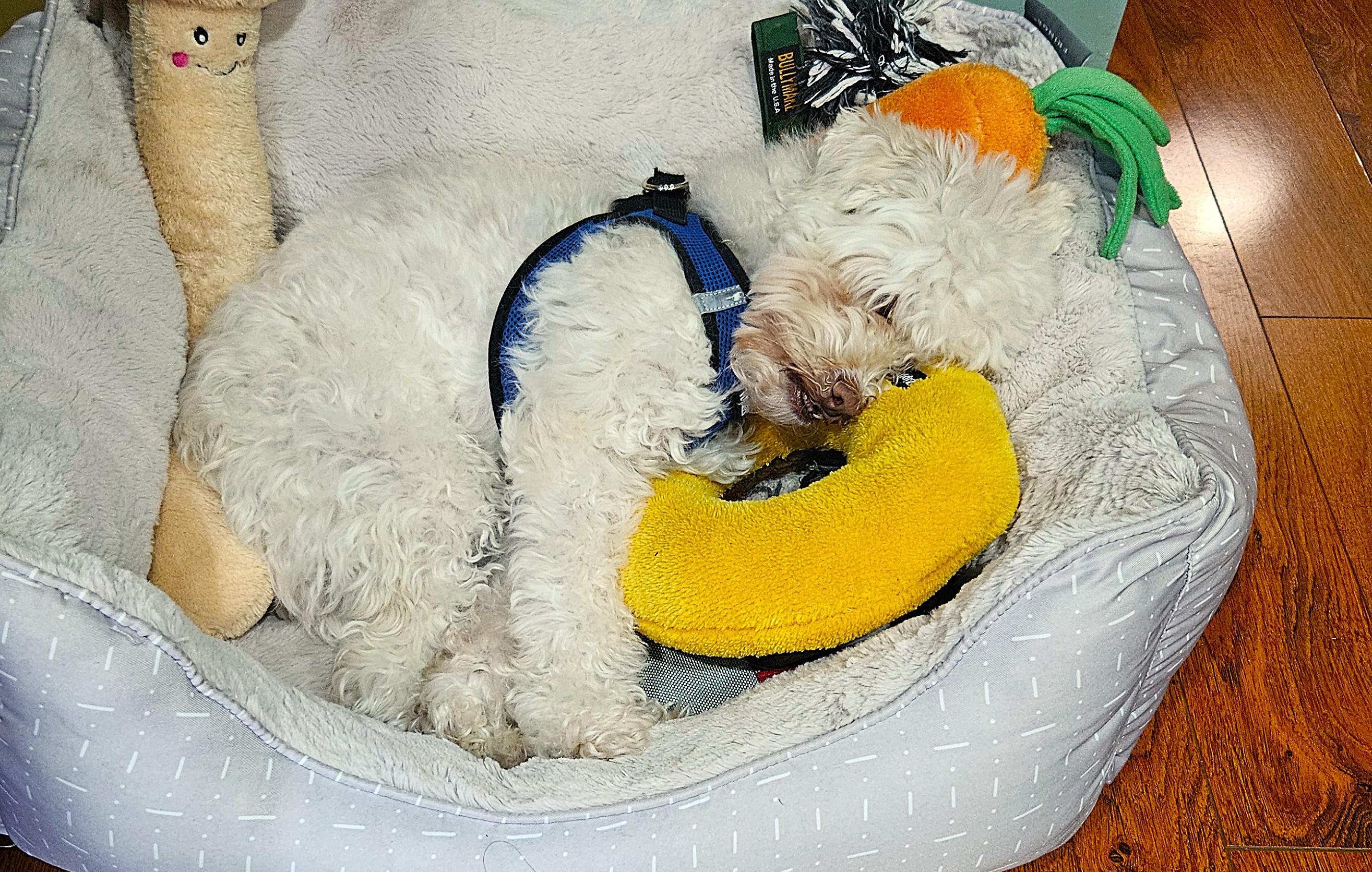 Enlarge Daisy, an adopted mixed breed in Mississauga, ON image 5/5