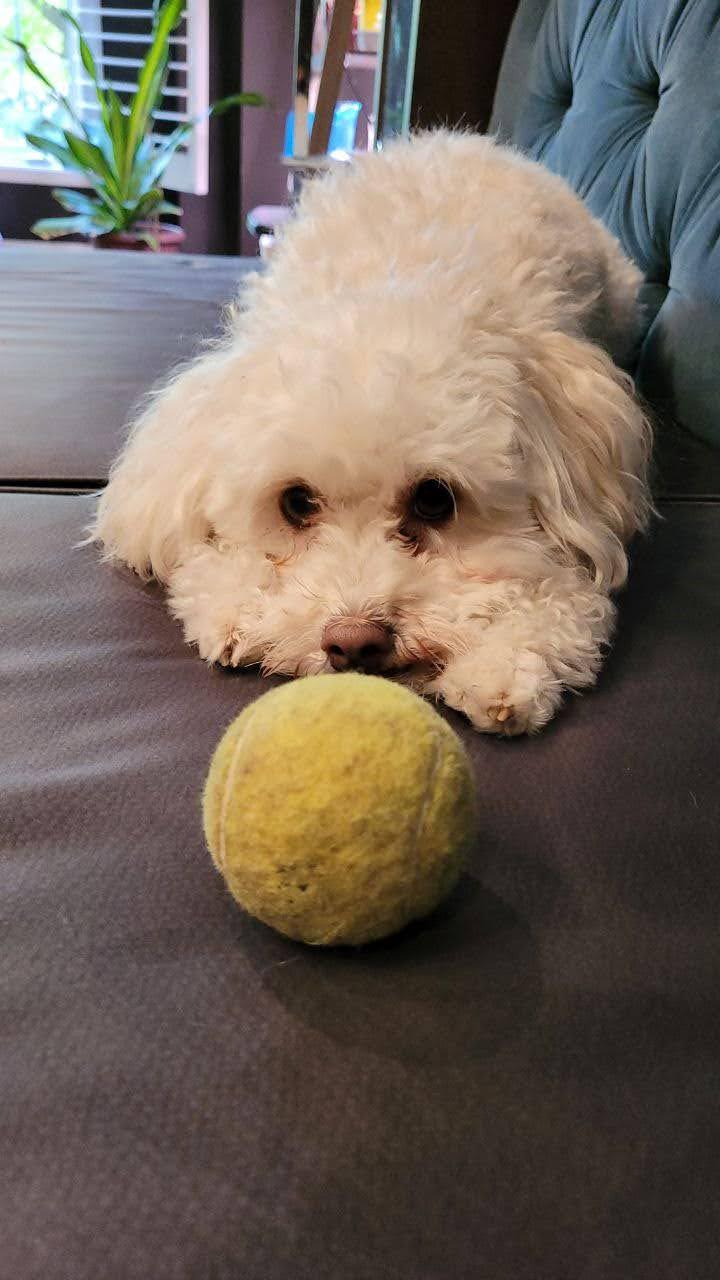 Daisy, adopted, Adult Female Maltese & Poodle.