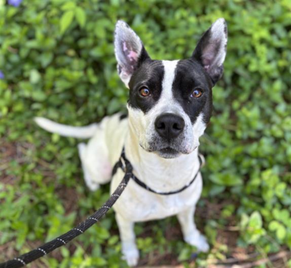 Enlarge COOKIES, a Adoptable mixed breed in Charlotte, NC image 1/1