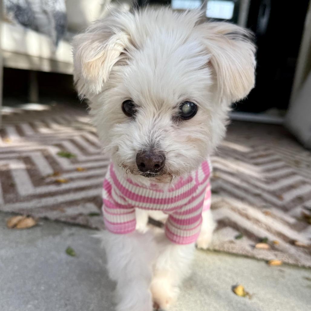 Enlarge Princess Polka Dot, a Adoptable mixed breed in Los Angeles, CA image 2/6