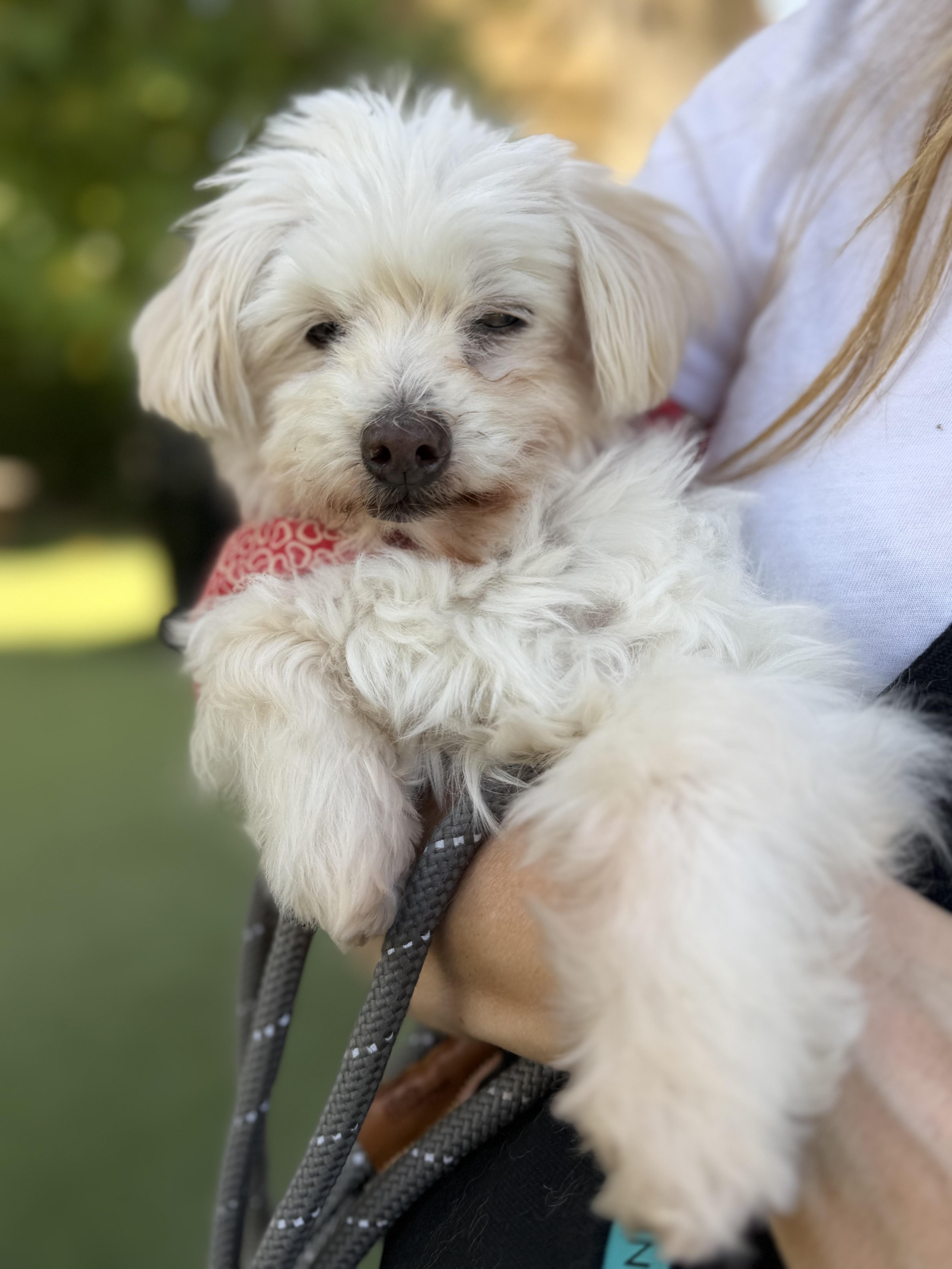 Princess Polka Dot, Adoptable, Senior Female Maltese.