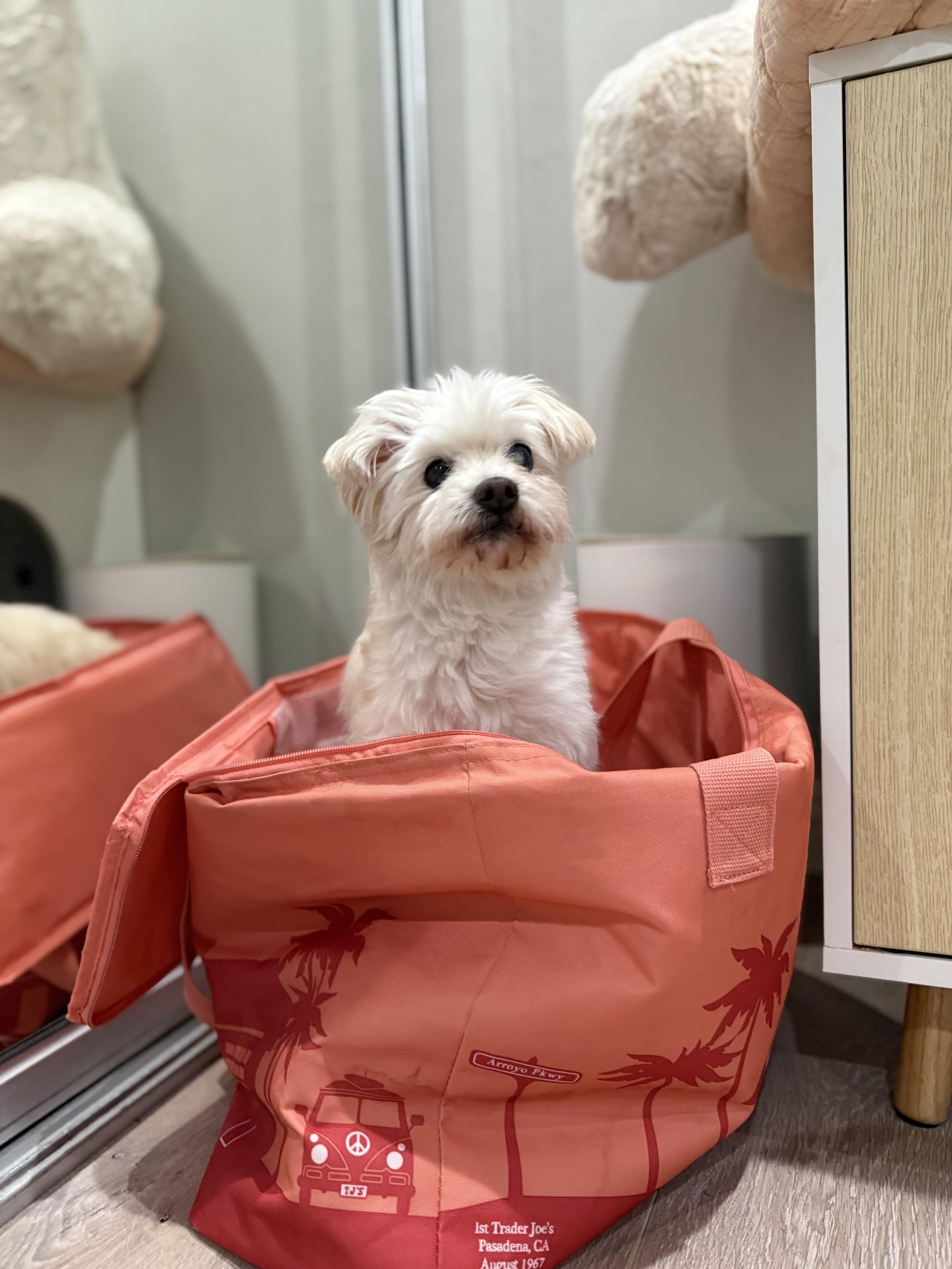 Enlarge Princess Polka Dot, a Adoptable mixed breed in Los Angeles, CA image 6/6