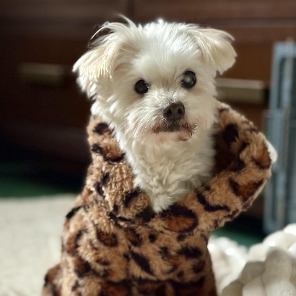 Princess Polka Dot, Adoptable, Senior Female Maltese.