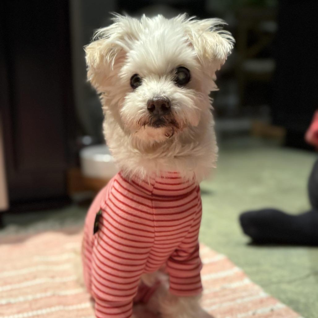 Enlarge Princess Polka Dot, a Adoptable mixed breed in Los Angeles, CA image 5/6