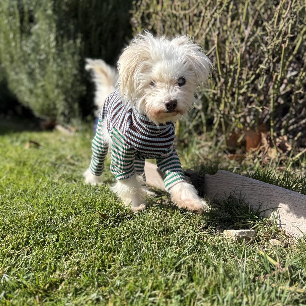 Enlarge Princess Polka Dot, a Adoptable mixed breed in Los Angeles, CA image 2/6