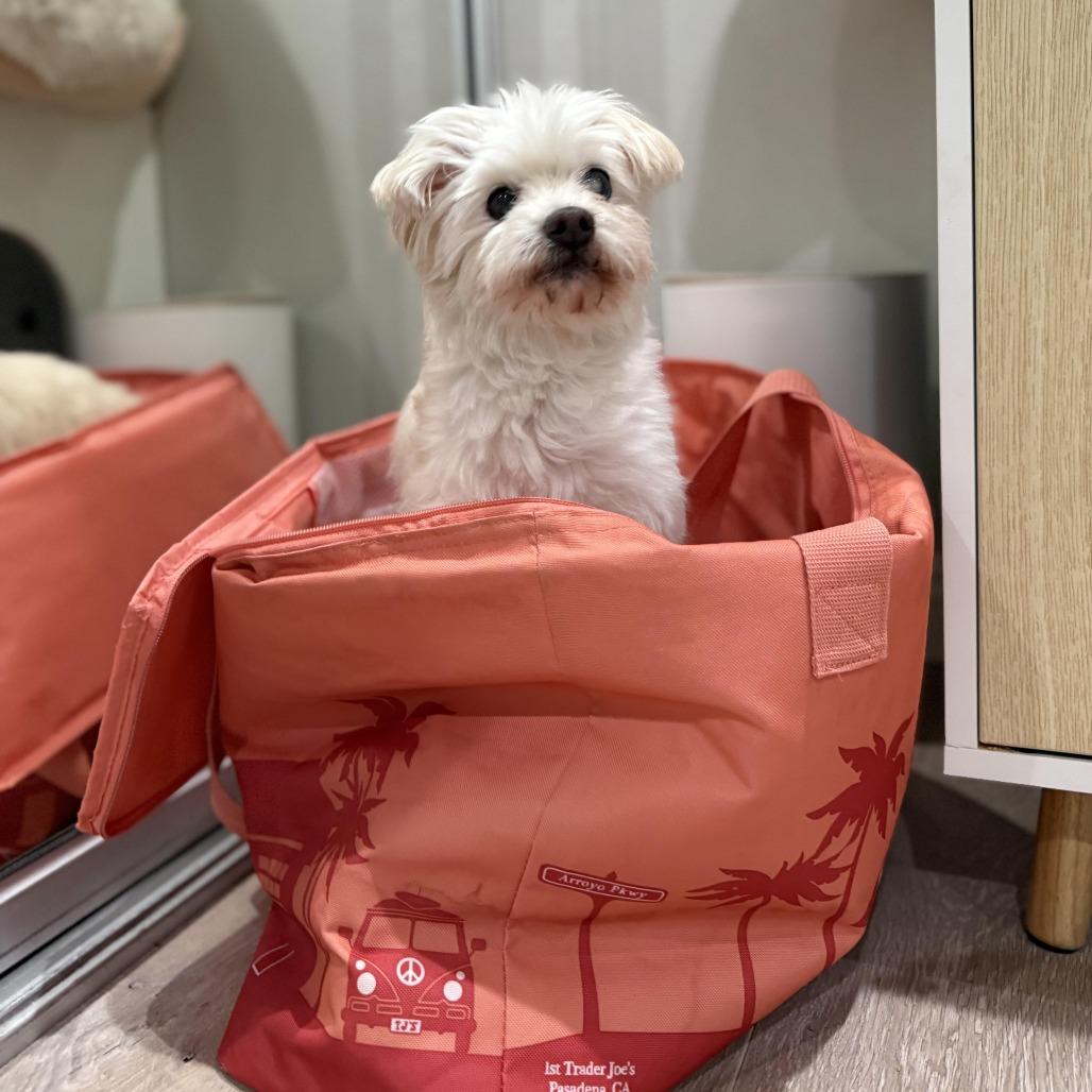 Enlarge Princess Polka Dot, a Adoptable mixed breed in Los Angeles, CA image 3/6