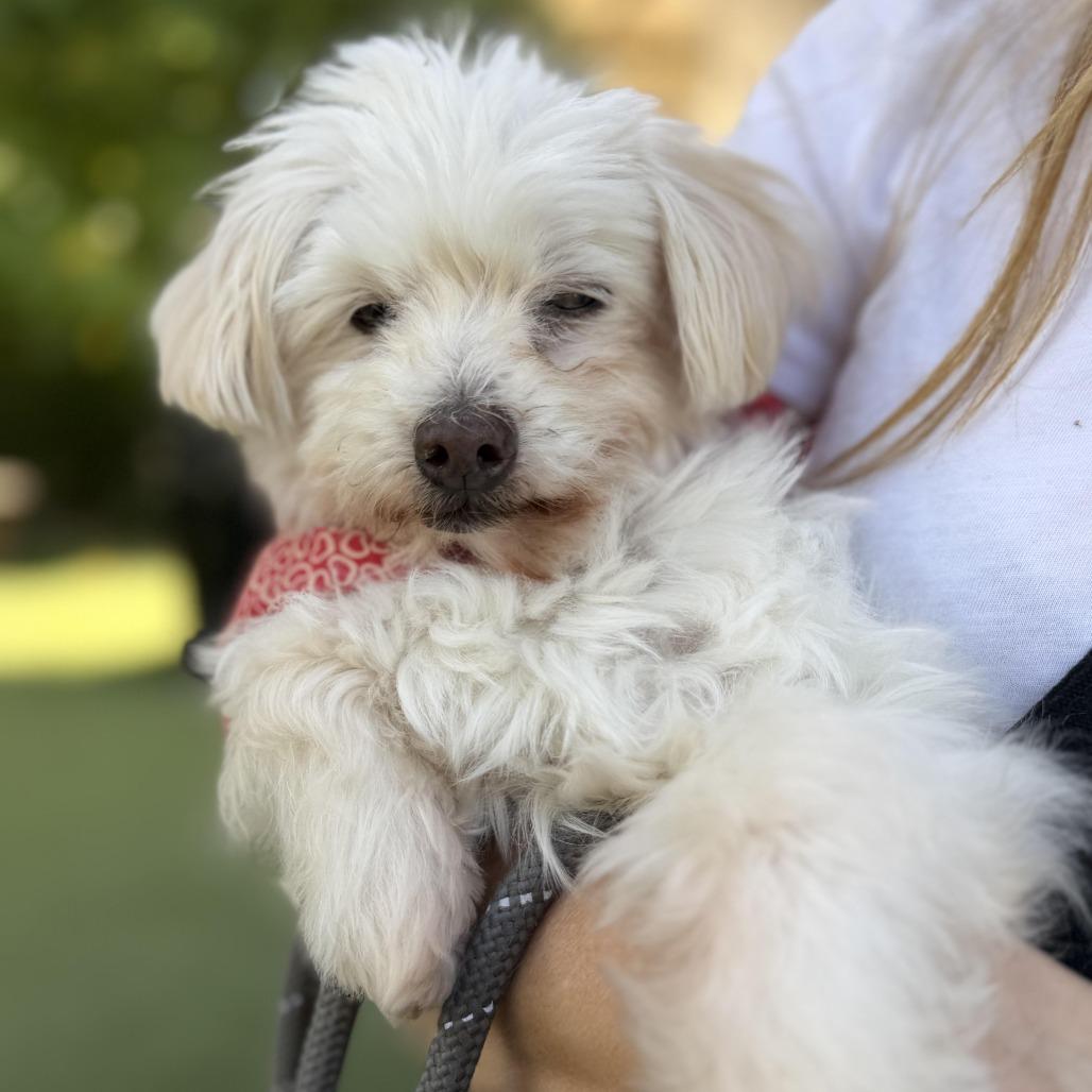 Enlarge Princess Polka Dot, a Adoptable mixed breed in Los Angeles, CA image 4/6