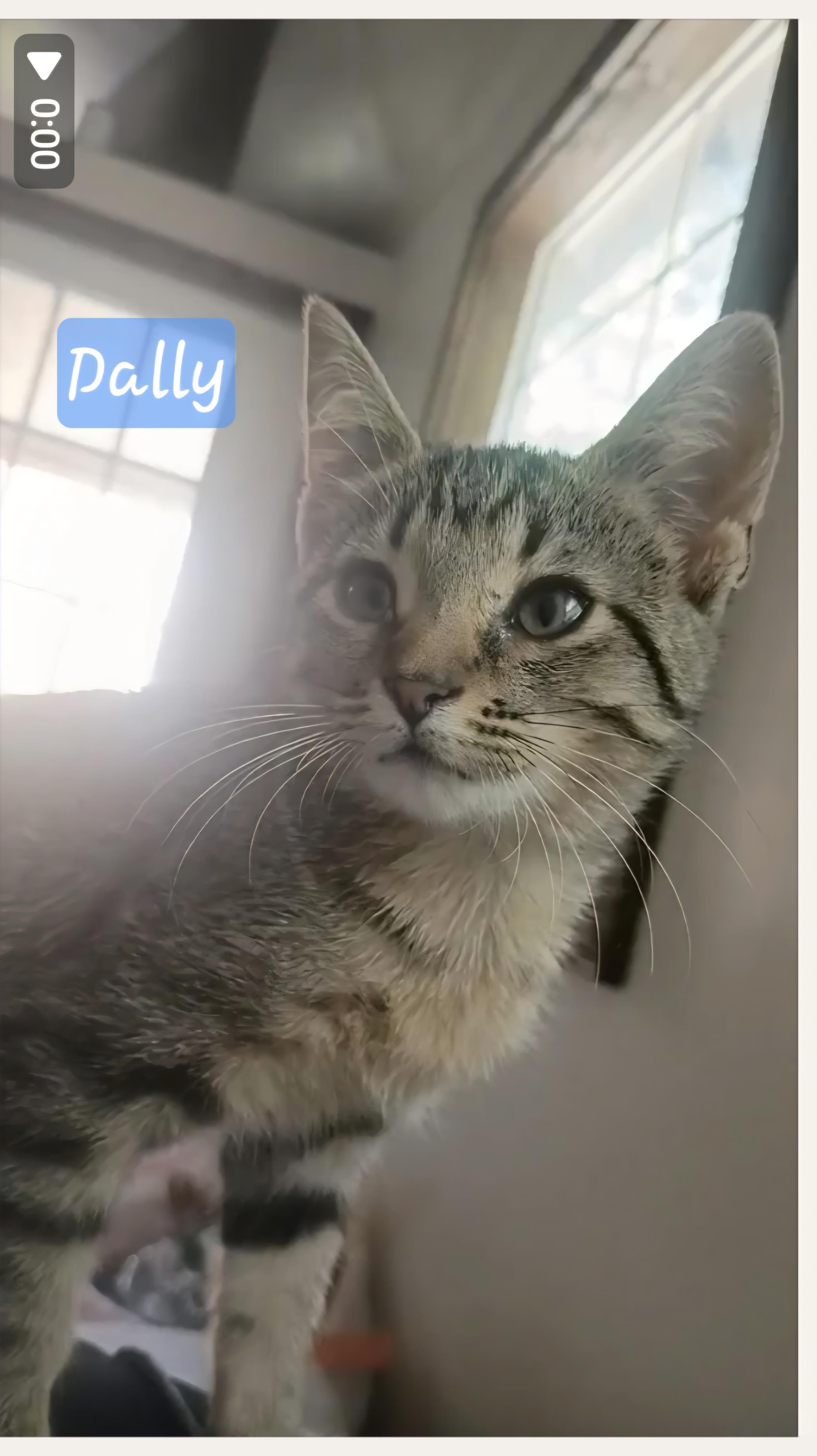 Enlarge Dilly & Dally, a Adopted mixed breed in Stanton, KY image 3/6