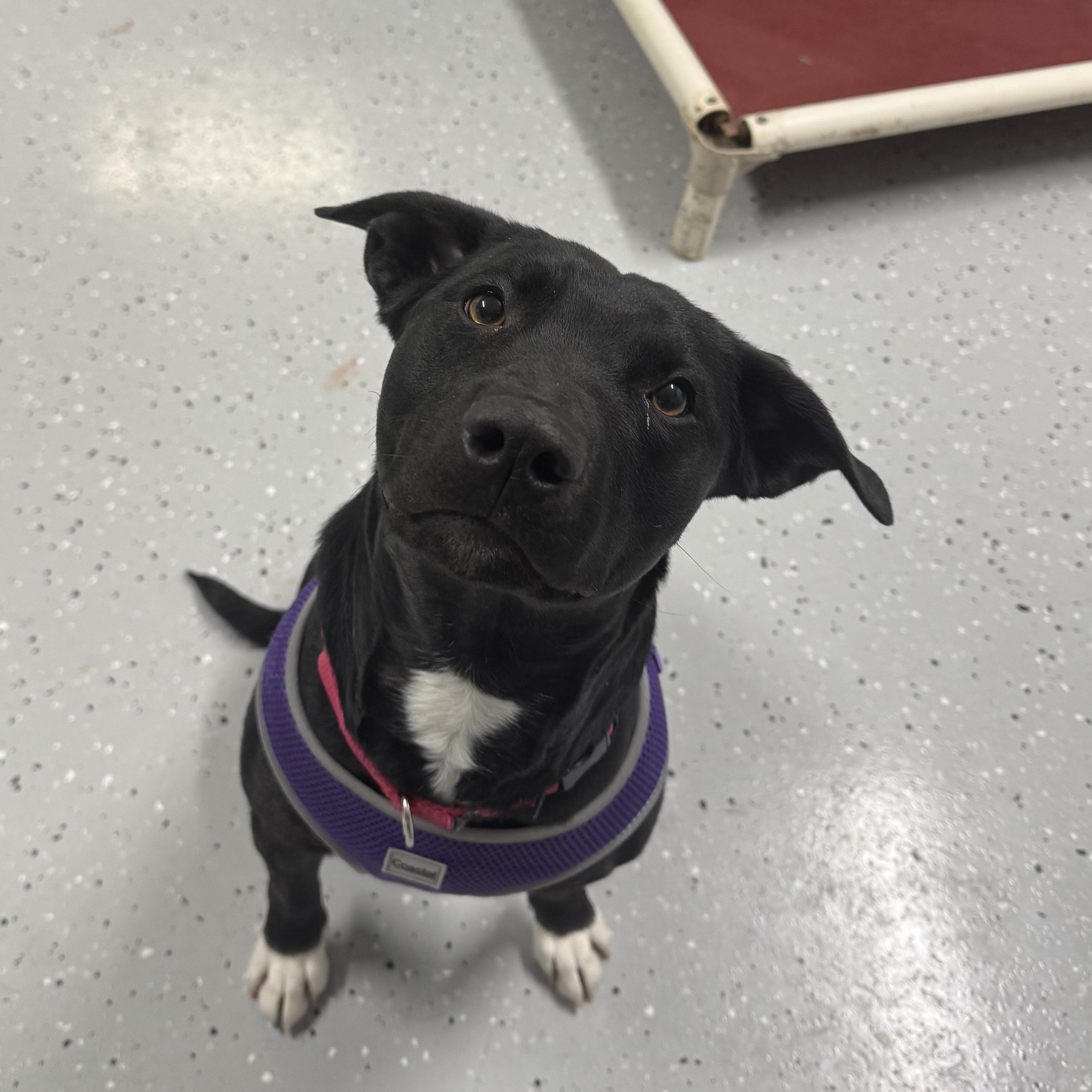 Enlarge Luna, an adopted mixed breed in Salem, OH image 1/1