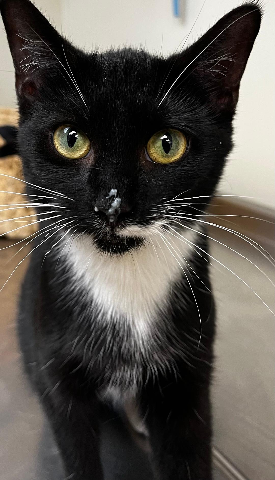 Magic, adopted, Young Female Domestic Short Hair.