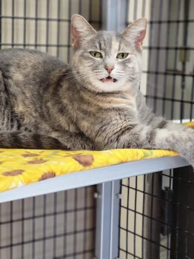 Enlarge MIRANDA, a Adopted mixed breed in Stockton, CA image 1/1