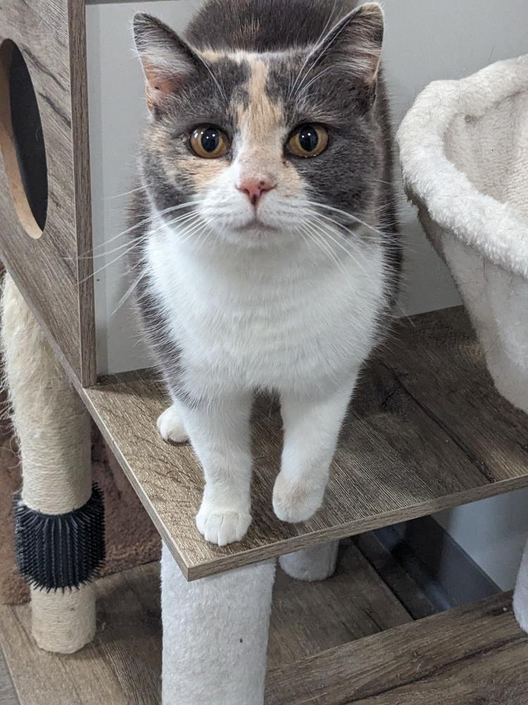 Ruby, a Adoptable Calico in Lewisburg, TN image 1/3