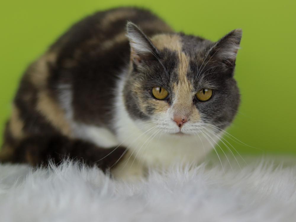 Ruby, a Adoptable Calico in Lewisburg, TN image 2/3