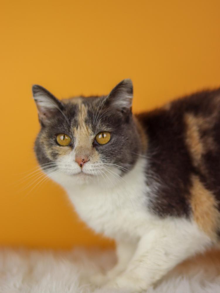 Ruby, a Adoptable Calico in Lewisburg, TN image 3/3