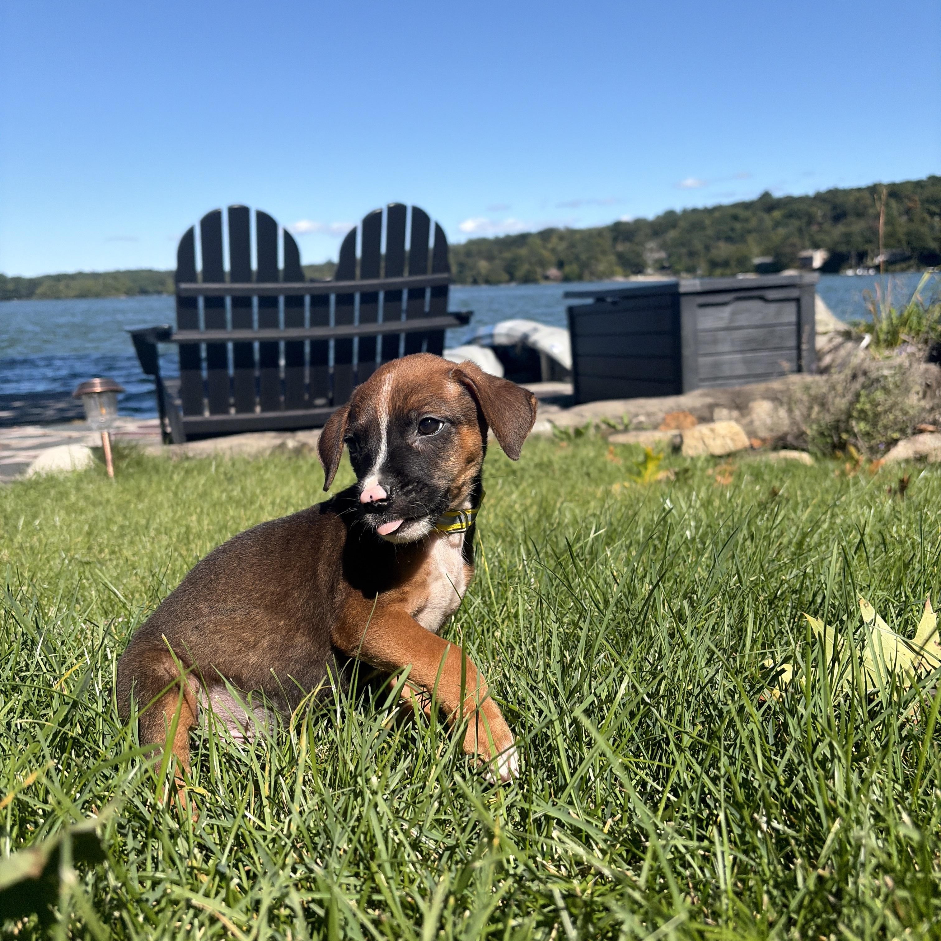 Enlarge Mack - The Snuggle Buddy, a Adopted mixed breed in BAYONNE, NJ image 4/6