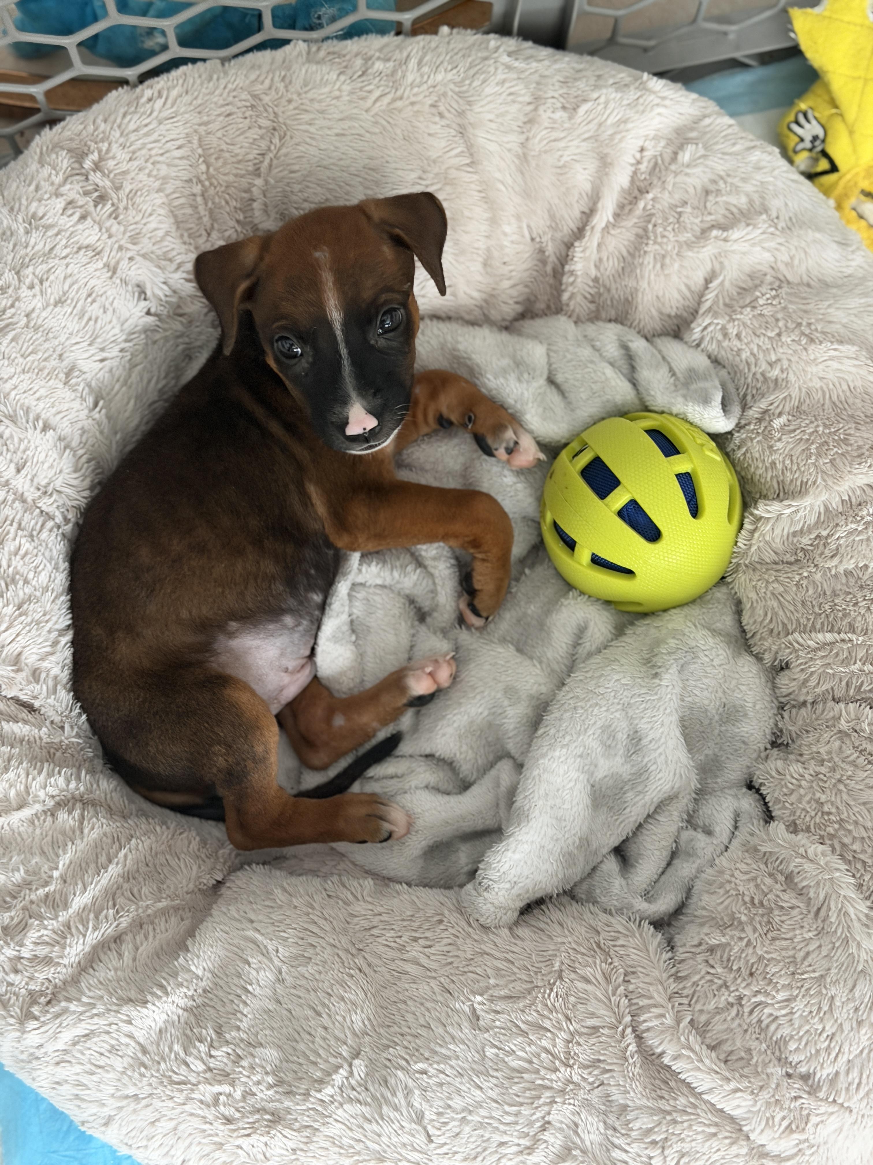 Enlarge Mack - The Snuggle Buddy, a Adopted mixed breed in BAYONNE, NJ image 6/6