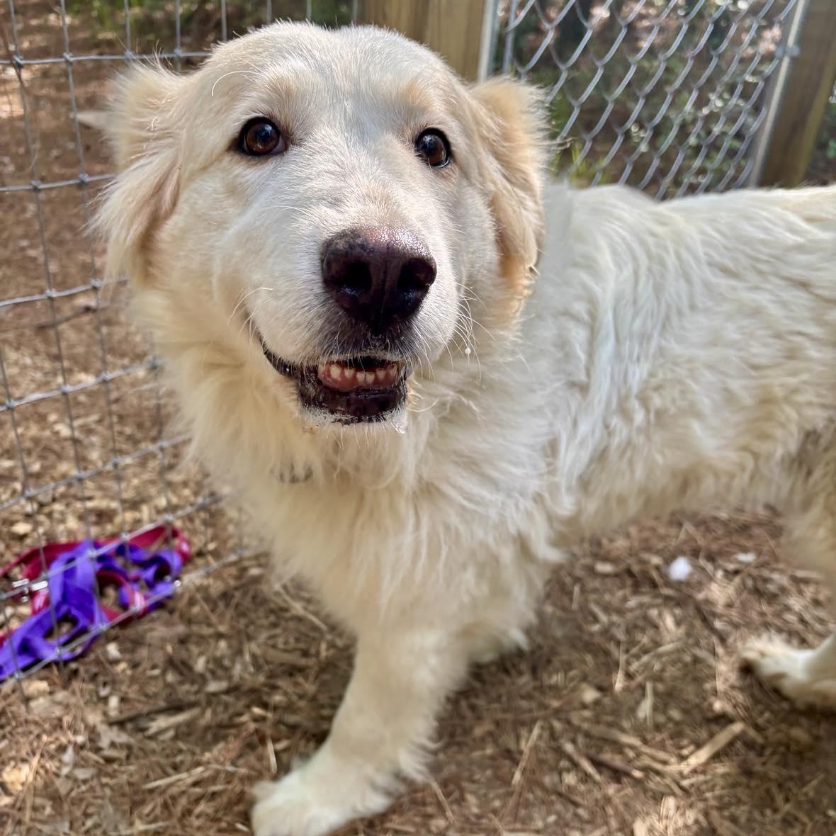 Enlarge Dolly, a ADOPTABLE Great Pyrenees in Wando, SC image 1/4