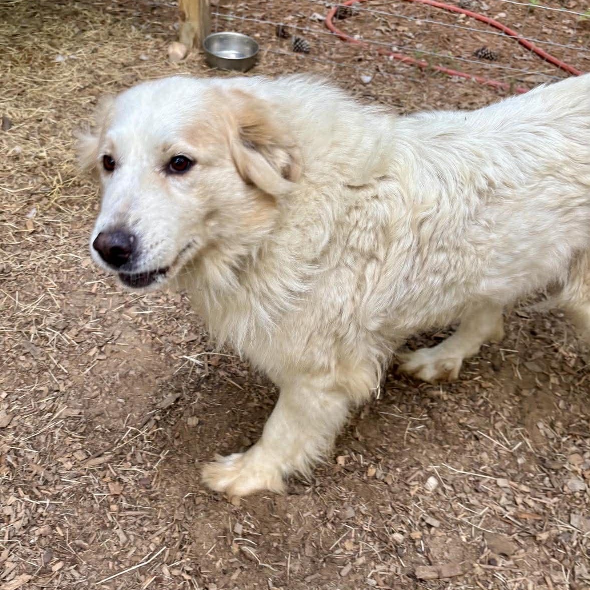 Enlarge Dolly, a ADOPTABLE Great Pyrenees in Wando, SC image 2/4