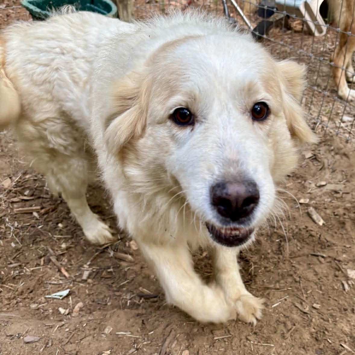 Enlarge Dolly, a ADOPTABLE Great Pyrenees in Wando, SC image 4/4