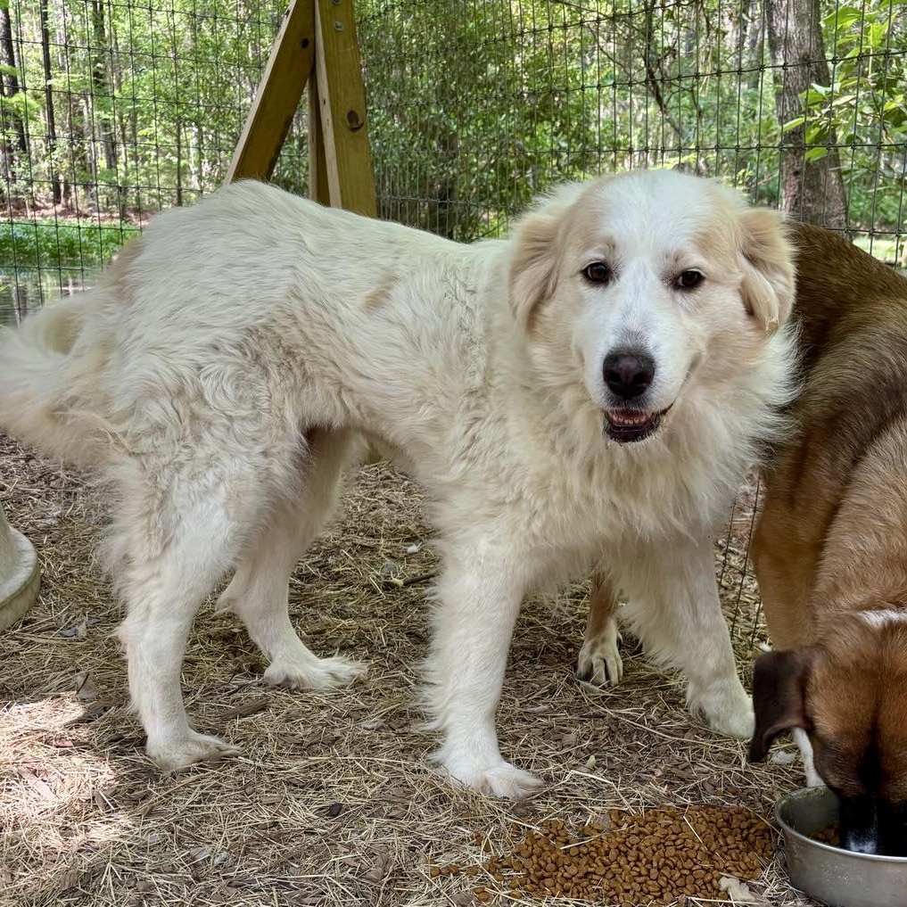 Enlarge Dolly, a ADOPTABLE Great Pyrenees in Wando, SC image 3/4