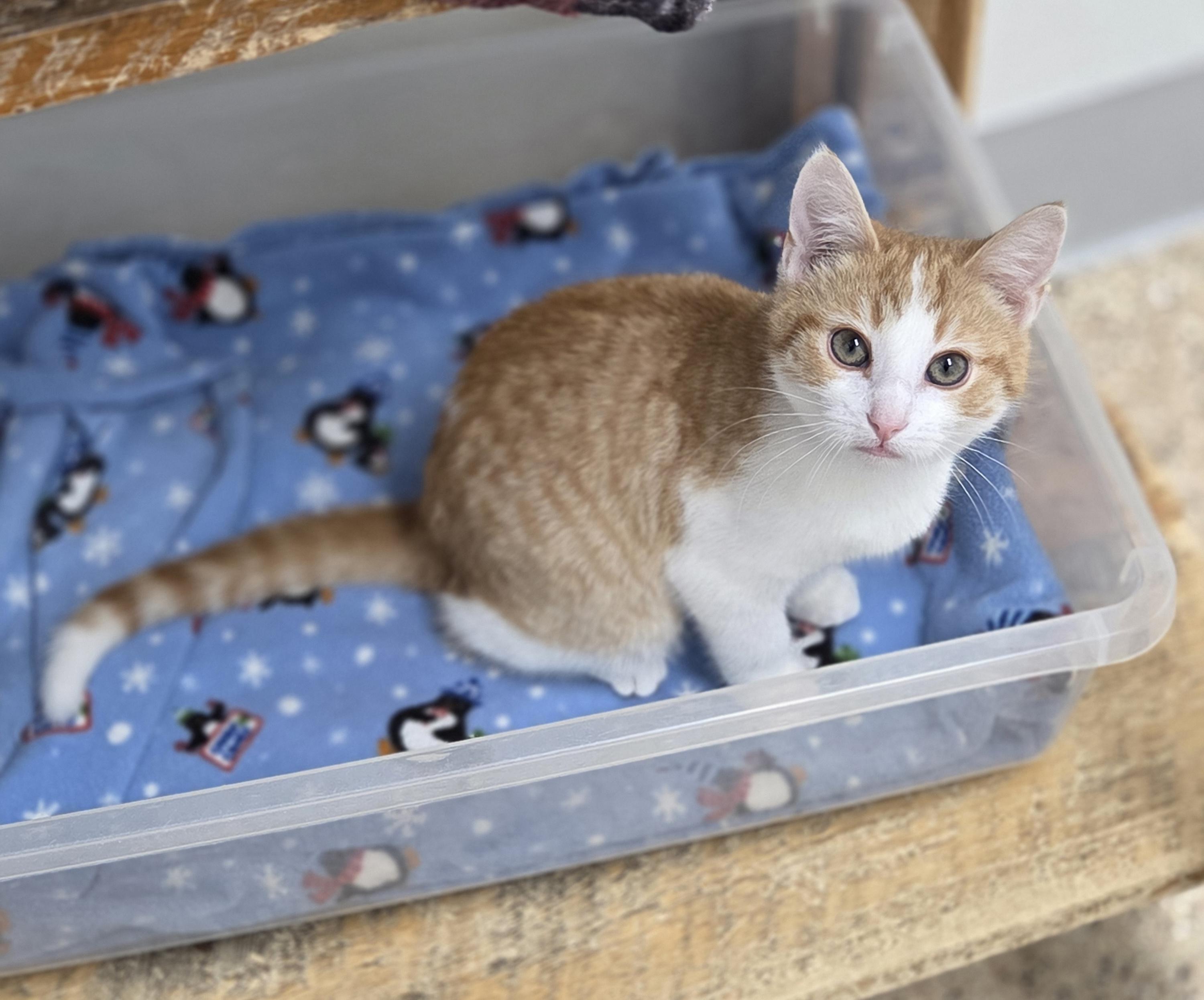 Enlarge Thumper, a ADOPTABLE mixed breed in Park Rapids, MN image 1/1