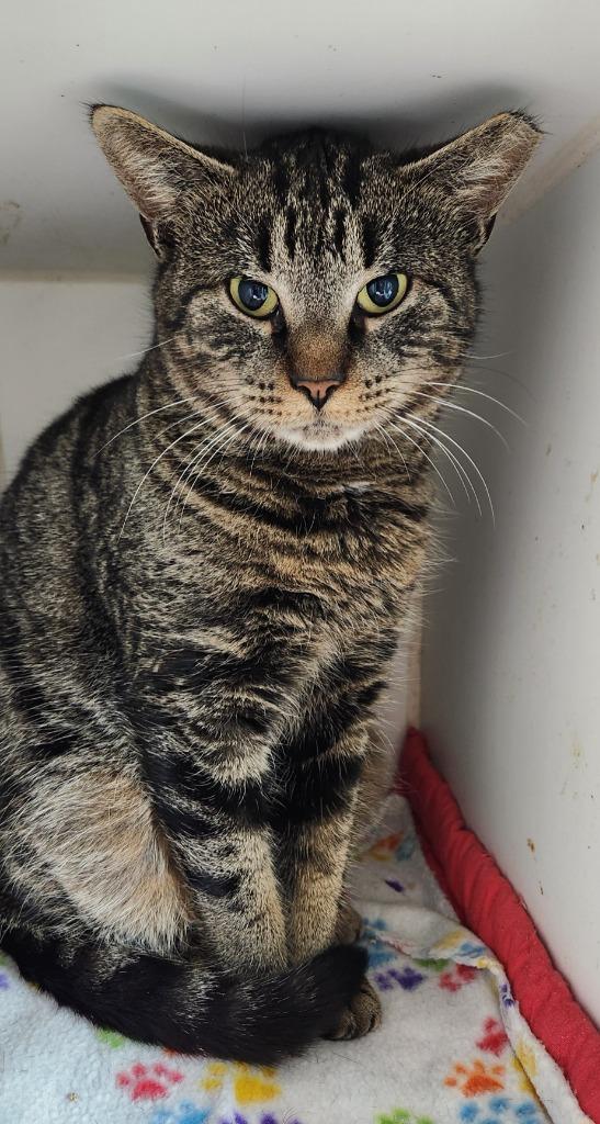 Enlarge Josie, a Adoptable mixed breed in Walnutport, PA image 1/1