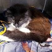 Enlarge MALACHI, a ADOPTABLE mixed breed in Seymour, IN image 1/1