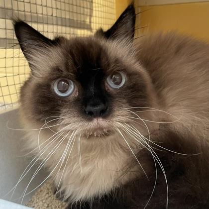 Enlarge Moochi w/ Prancer, a Adopted Himalayan in West Swanzey, NH image 2/3