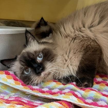 Enlarge Moochi w/ Prancer, a Adopted Himalayan in West Swanzey, NH image 3/3