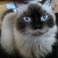 Enlarge Moochi w/ Prancer, a Adopted Himalayan in West Swanzey, NH image 1/3