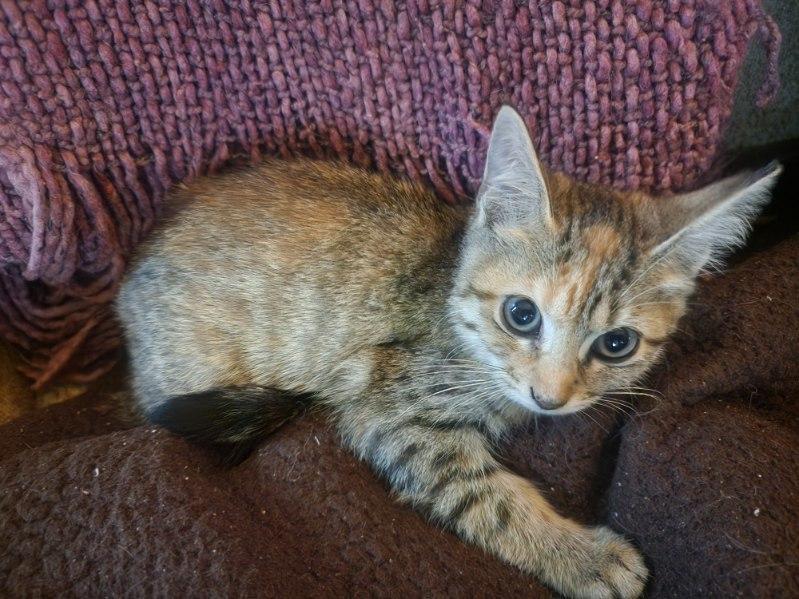 Goldbug, Adoptable, Kitten Female Tabby.