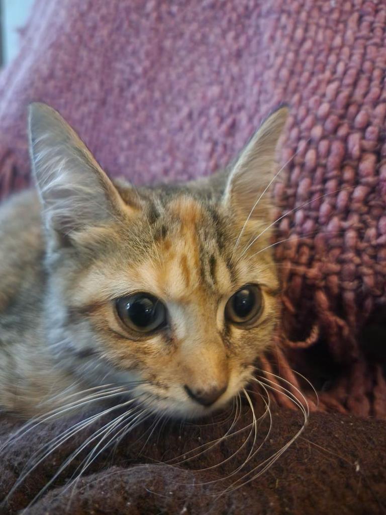 Enlarge Goldbug, a Adoptable Tabby in San Antonio, TX image 2/3