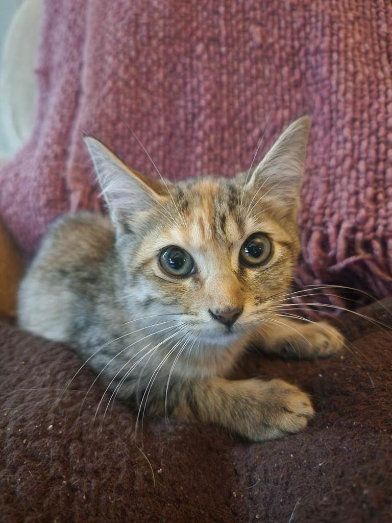 Enlarge Goldbug, a Adoptable Tabby in San Antonio, TX image 3/3