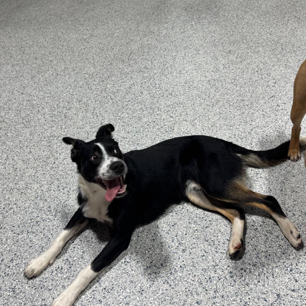 Porter, Adoptable, Young Male Cattle Dog.