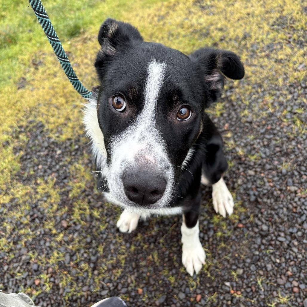 Porter, a Adoptable mixed breed in Newberg, OR image 2/6