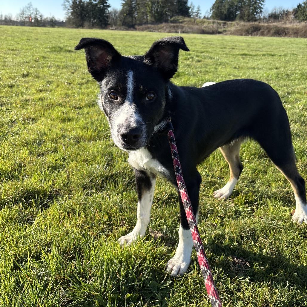 Porter, Adoptable, Young Male Cattle Dog.