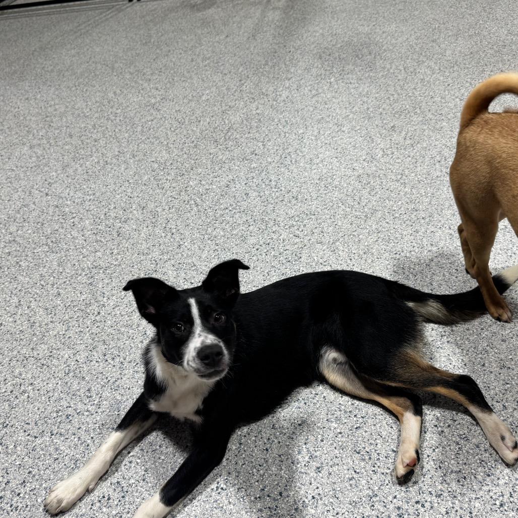 Porter, a Adoptable mixed breed in Newberg, OR image 4/6