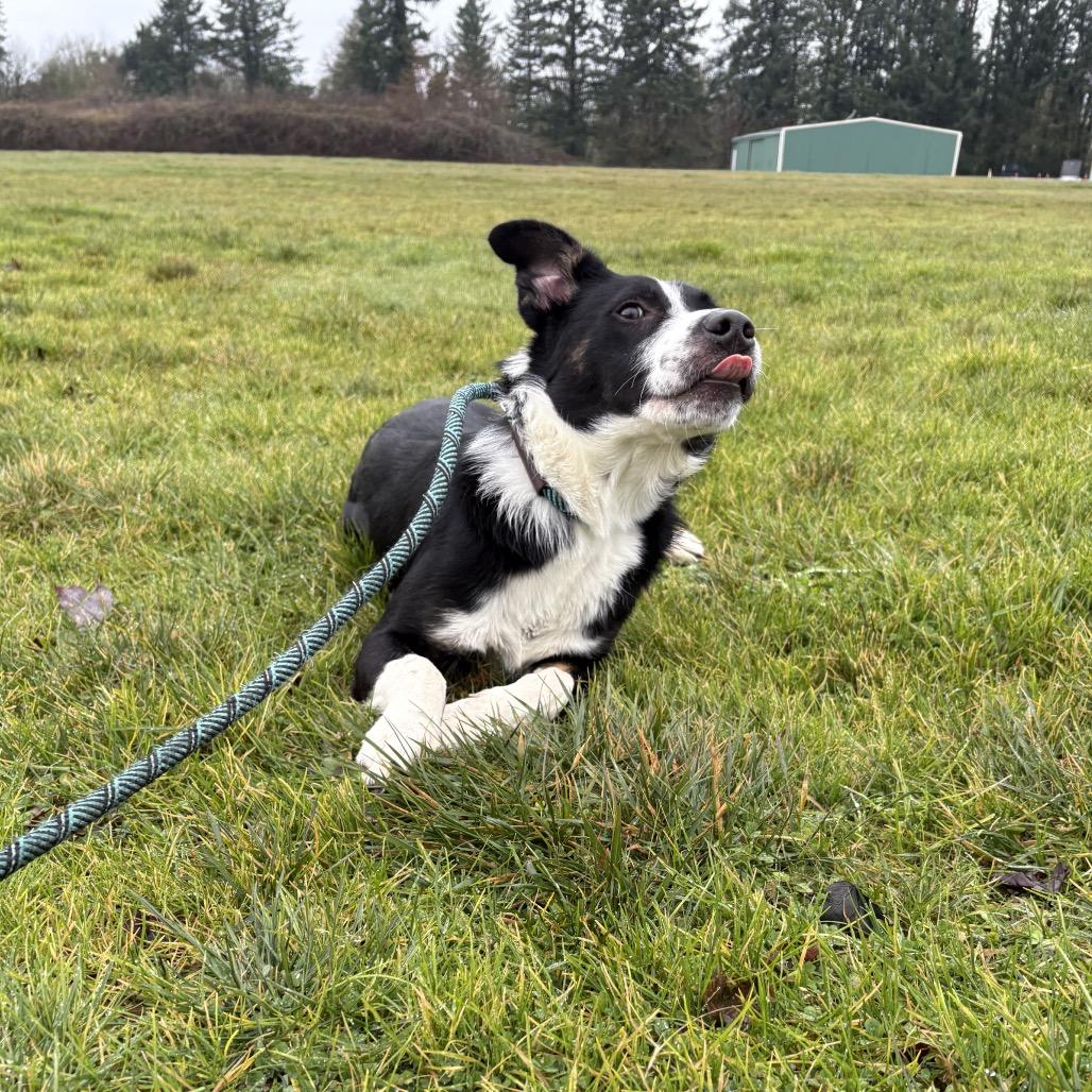 Porter, a Adoptable mixed breed in Newberg, OR image 5/6