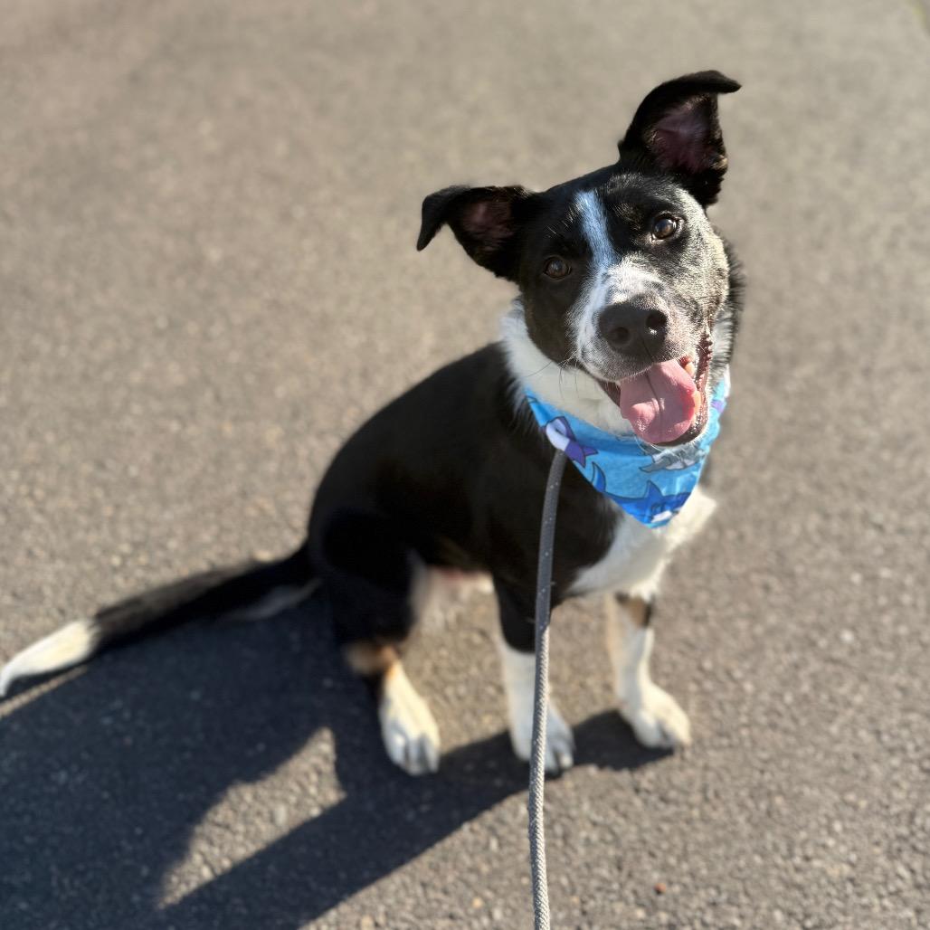Porter, a Adoptable mixed breed in Newberg, OR image 6/6