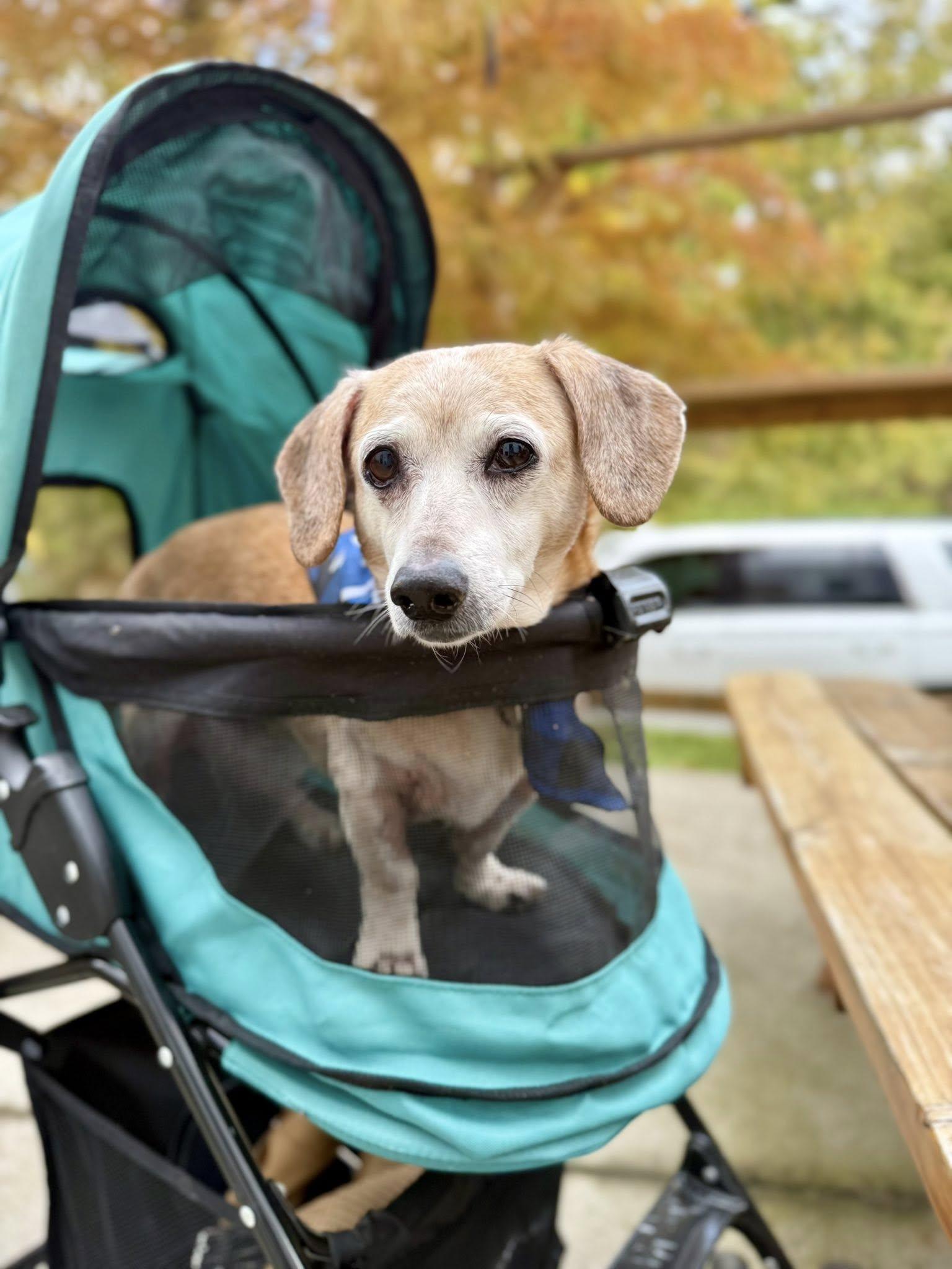 Enlarge Tucker, a Adoptable Dachshund in Greenville, SC image 1/3