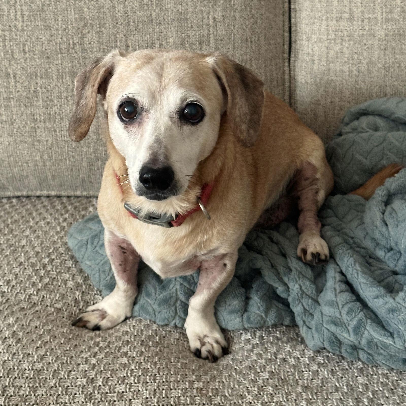 Enlarge Tucker, a Adoptable Dachshund in Greenville, SC image 2/3