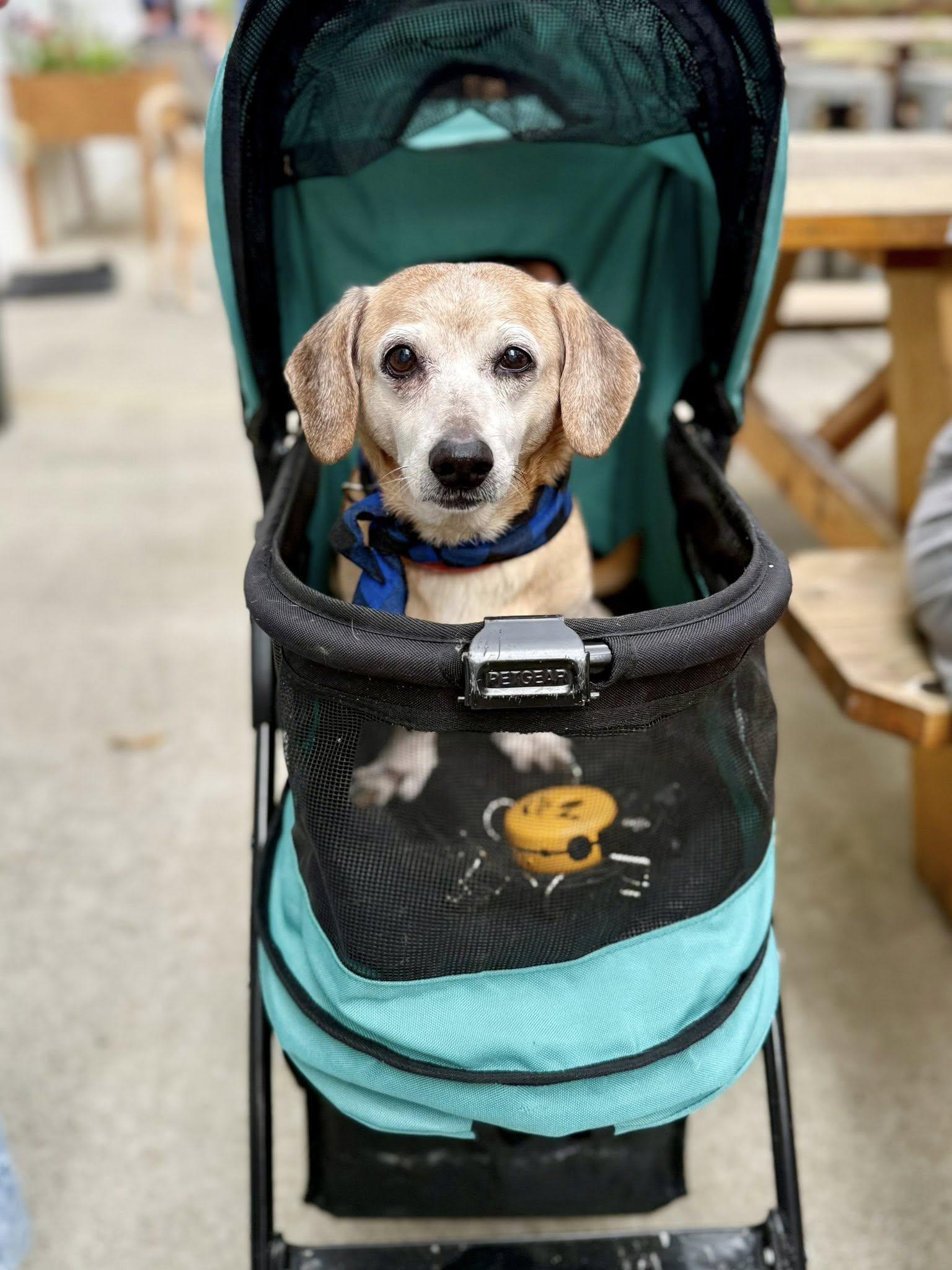 Enlarge Tucker, a Adoptable Dachshund in Greenville, SC image 3/3