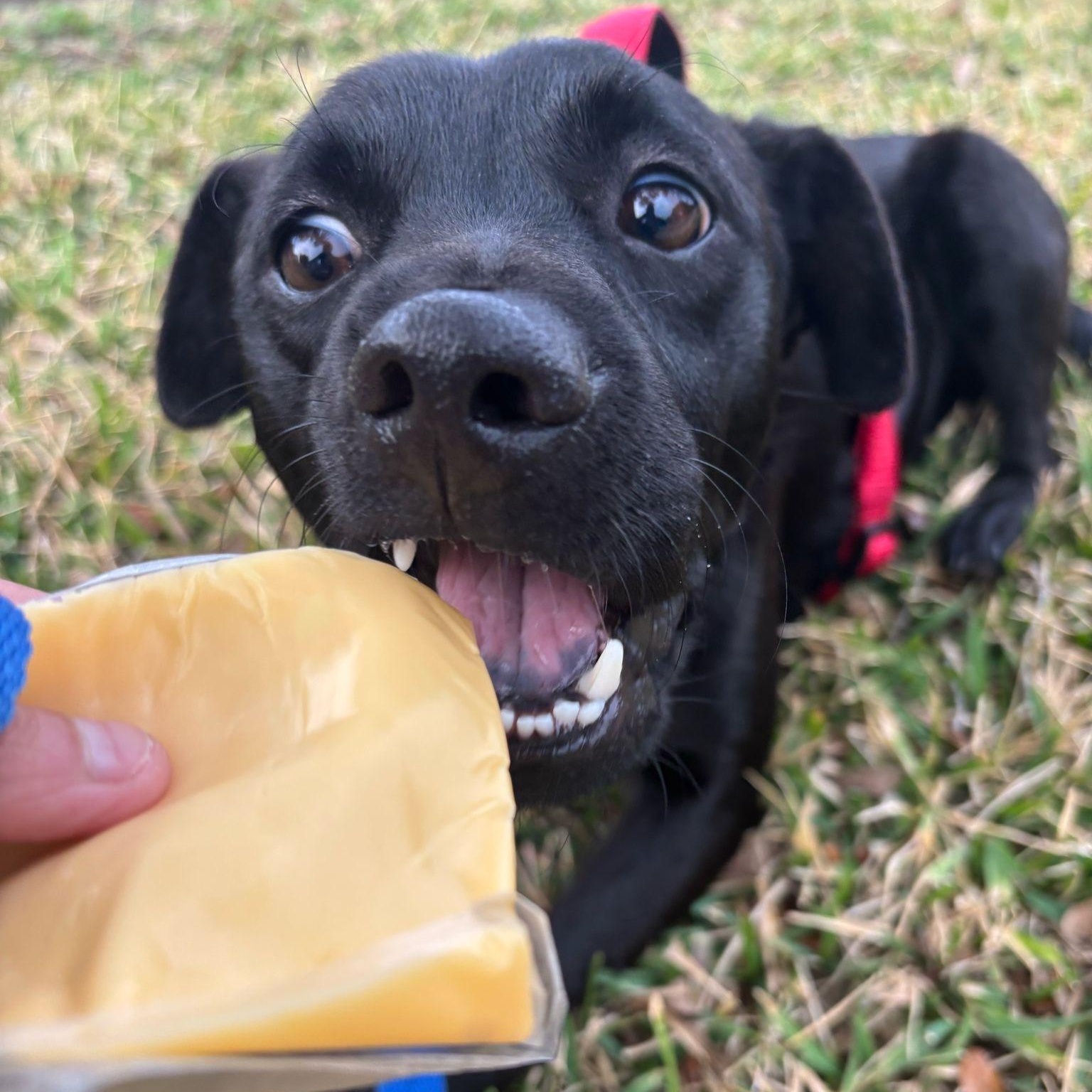 Enzo, a Adoptable mixed breed in Houston, TX image 2/6