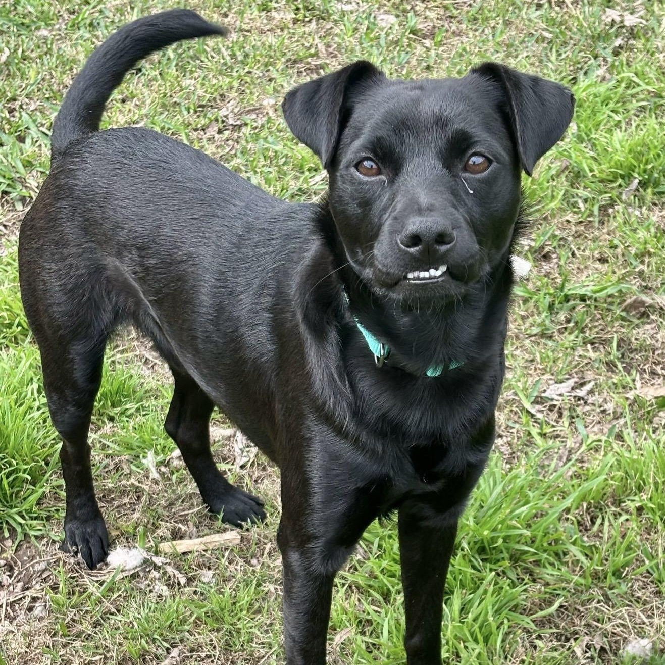 Enzo, a Adoptable mixed breed in Houston, TX image 4/6