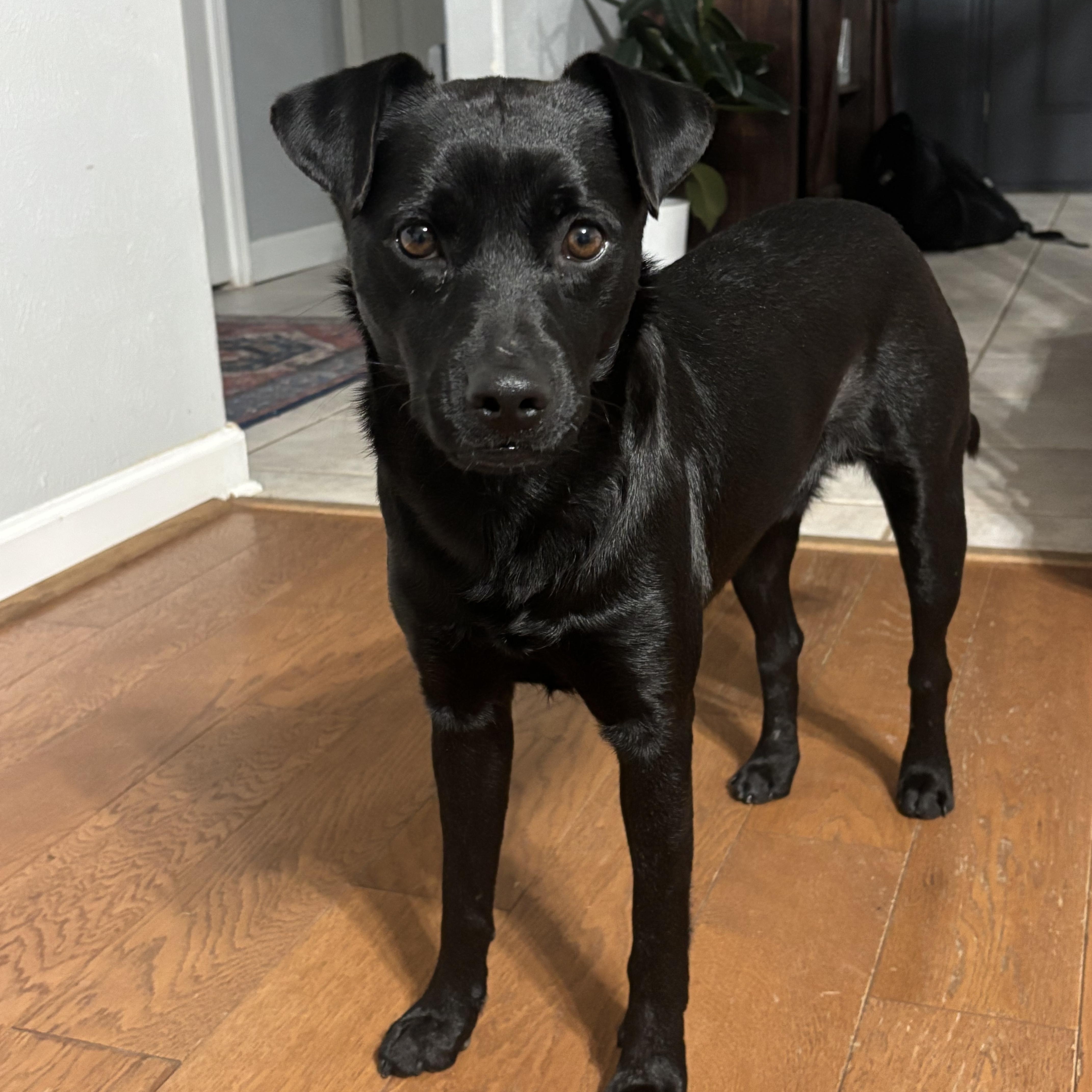 Enzo, a Adoptable mixed breed in Houston, TX image 6/6