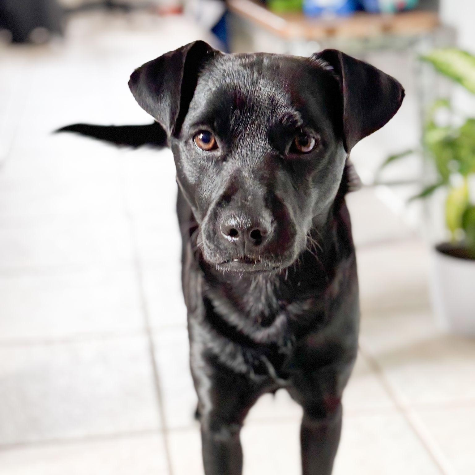 Enzo, a Adoptable mixed breed in Houston, TX image 1/6